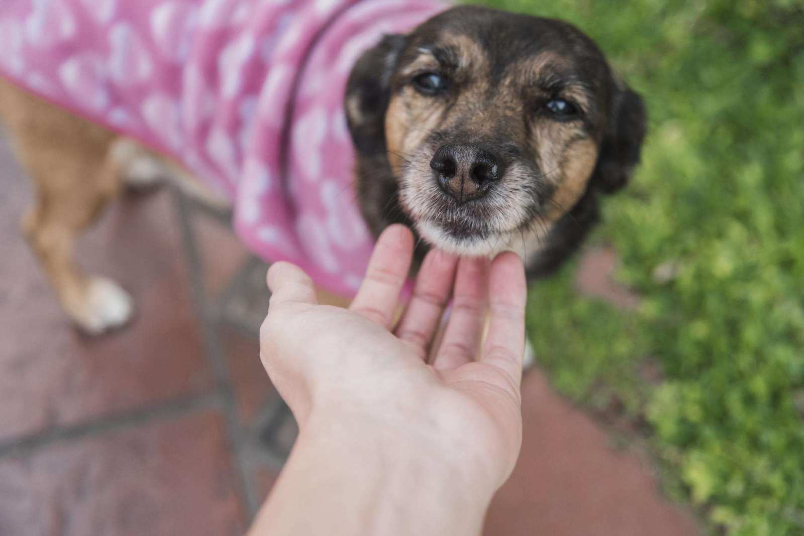 El Municipio de Escobar brindará una charla sobre cómo actuar ante situaciones de maltrato animal