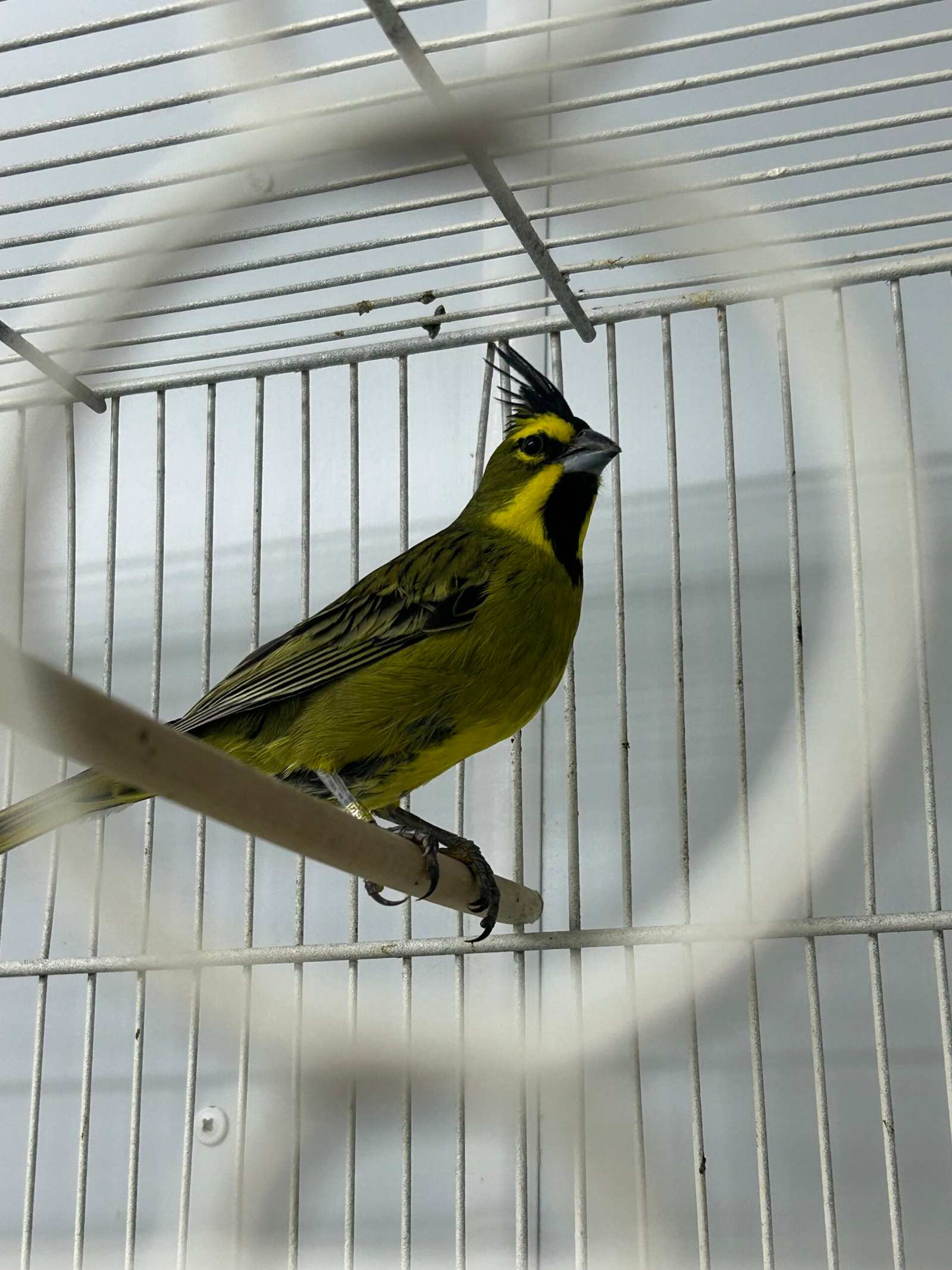 Histórica repatriación: Argentina recuperó 47 animales silvestres víctimas del tráfico ilegal que habían sido decomisados en Uruguay