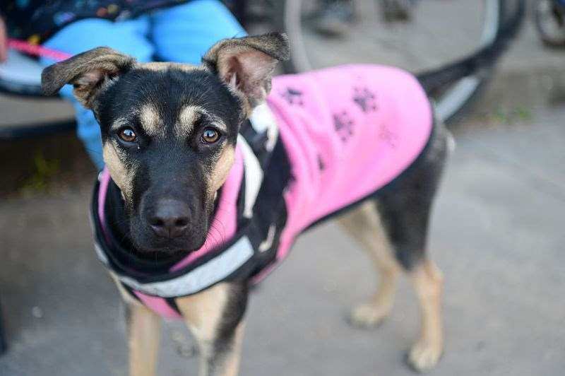 Maltrato animal en Escobar: dónde denunciar y cómo actuar ante un caso