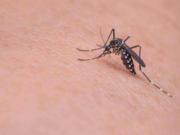 Dengue: Escobar profundiza la prevención ante la llegada de El Niño