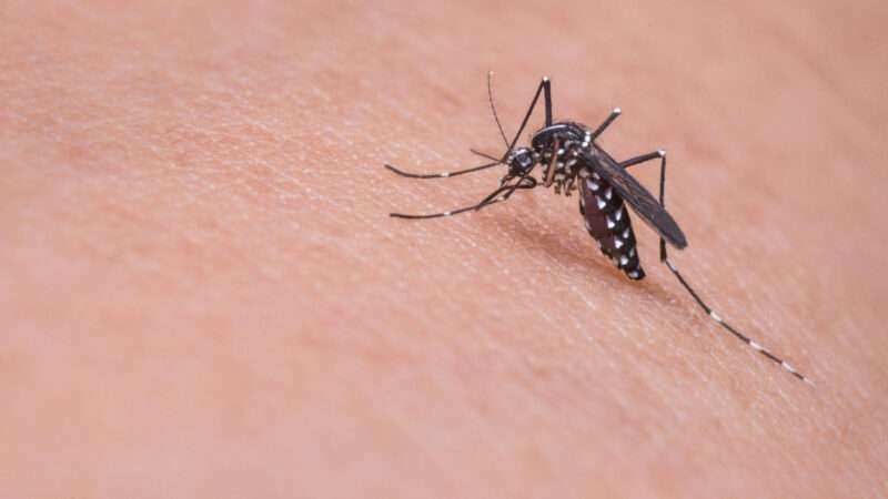 Dengue: Escobar profundiza la prevención ante la llegada de El Niño
