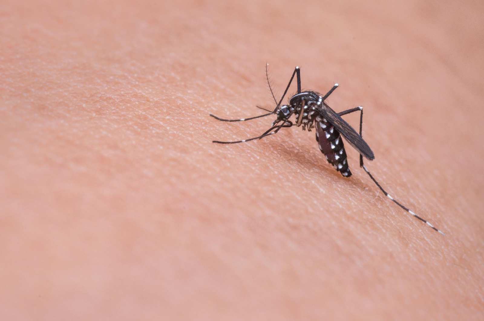 Dengue: Escobar profundiza la prevención ante la llegada de El Niño