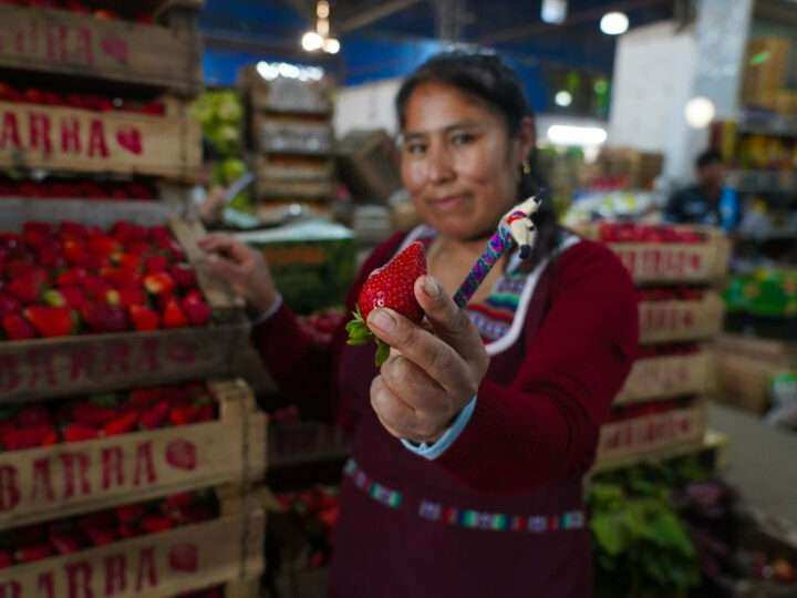 Escobar vuelve a festejar a la frutilla con la segunda edición de su fiesta