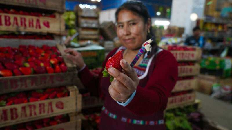Escobar vuelve a festejar a la frutilla con la segunda edición de su fiesta