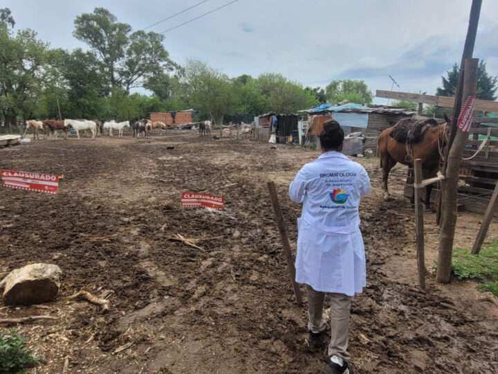 Clausuraron un pensionado de caballos sin habilitación en El Cazador