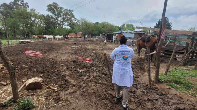 Clausuraron un pensionado de caballos sin habilitación en El Cazador