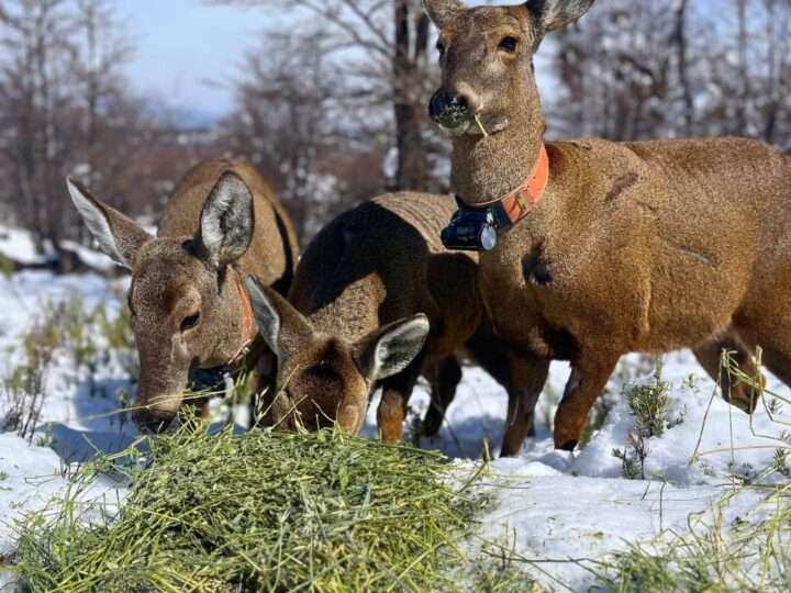 Fundación Temaikèn reunió a empresas y referentes para impulsar la recuperación del huemul en la Patagonia