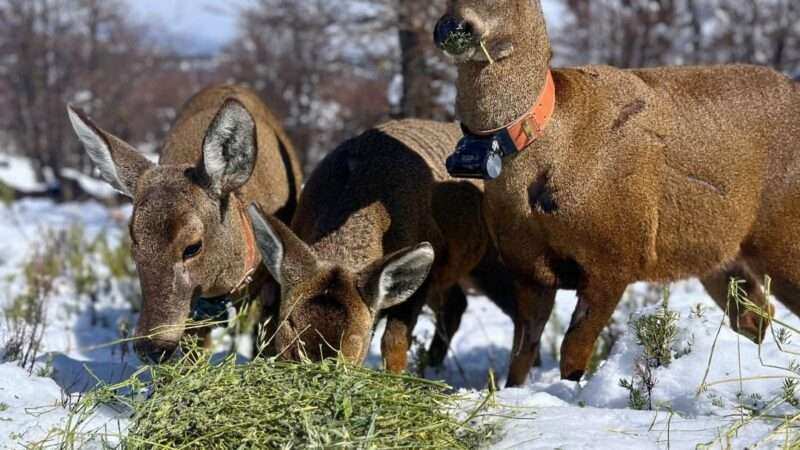 Fundación Temaikèn reunió a empresas y referentes para impulsar la recuperación del huemul en la Patagonia