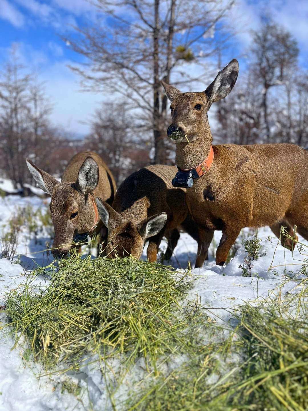 Fundación Temaikèn reunió a empresas y referentes para impulsar la recuperación del huemul en la Patagonia